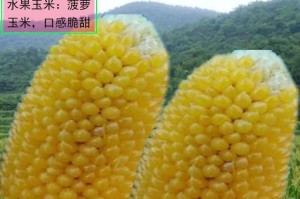 甜玉米的食用方式详解（一种美味又健康的吃法，让你爱上它）