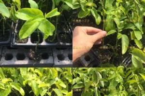 百香果苗的生长方法与技巧（如何让百香果苗长得粗壮健康）