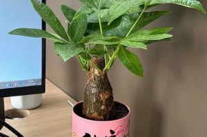 女子盆栽生意（种下梦想，收获幸福）