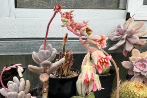 康平寿多肉如何开花？养护技巧揭秘（打造多肉植物花园，让康平寿绽放迷人花朵）