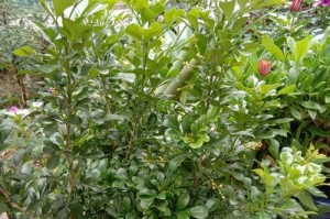 室内花卉养护指南（让你的室内花卉长寿不枯萎，只需掌握这些关键要点！）
