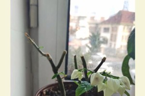以龙吐珠开花之后的处理方法（珠芽蓬勃生长的关键步骤及注意事项）