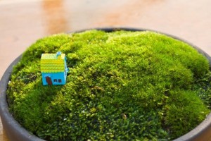 银手指繁殖美观秘籍（打造迷人盆景——以银手指繁殖美观的关键步骤）