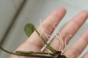以荷花种子怎么才能生根（探索荷花种子生根的步骤与技巧）