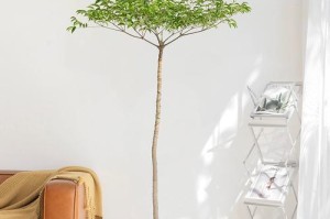 如何养护富贵树，让它茂盛成长（打造绿色生态，享受自然美好）