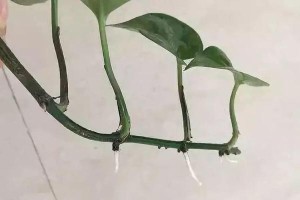 绿萝根分离护理指南（学会正确的绿萝根分离方法，打造茂盛的绿萝家园）