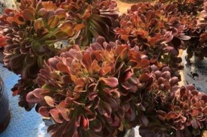 法师的最佳肥料选择（为您的植物带来神奇变化）