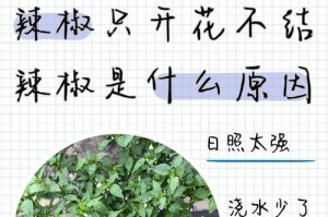 辣椒花的变化之旅（辣椒花绽放与凋零的美丽变化）