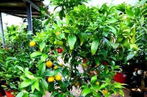 盆栽金桔为何无法生根？（探索盆栽金桔生根失败的原因与解决方案）