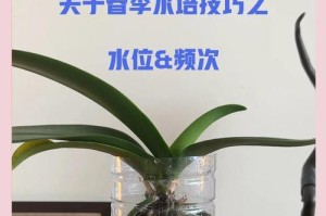 兰花的浇水频率掌握方法（探寻兰花浇水的科学方法，让兰花常青常美）