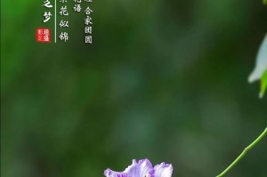 平安归来，花语揭秘（揭开什么花的花语是平安归来？）