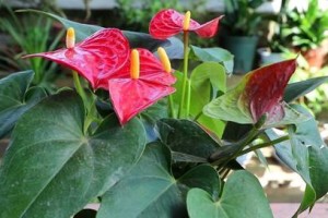 刺梅喜阳还是喜阴？探究适宜种植的环境条件（一探刺梅的生长环境，轻松种出美丽花园）