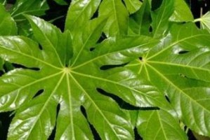 探秘八角植物之神奇世界（从植物分类到药用价值，一文全知道）