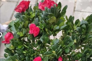 杜鹃花养护全攻略（浇水与施肥技巧，打造美丽的杜鹃花园）