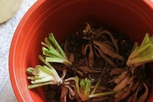 花木换挽土死了怎么办？（教你怎样补救花木因挽土死亡的情况）