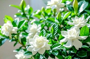 栀子花的种植方法与技巧（如何将栀子花种植到土壤中，打造花园中的鲜花海洋）