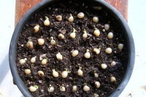 君子兰种子的获取和种植（了解君子兰种子的特点与方法，轻松种植健康植株）