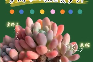 秋季多肉养护（为你的多肉植物带来健康生长，不再被秋季浇水困扰！）