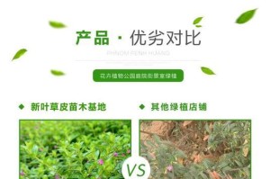 满天星苗的养殖技巧与注意事项（让满天星苗健康成长的关键是什么？）