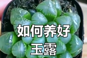 玉露的徒长问题及解决方法（避免玉露徒长的关键）