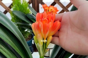 君子兰促花方法与技术要领（人工催花技巧，让君子兰更美丽）