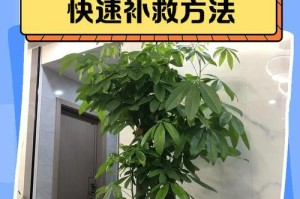 如何解决叶子发黄下垂问题（简单方法让植物恢复生机）