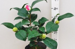 盆栽茶花的定型技巧与方法（如何将盆栽茶花打造成美丽造型）
