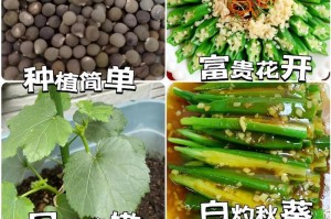 秋葵里籽种植指南（从选种到收获，一步步教你种出美味秋葵）