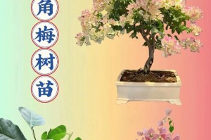 冬季如何养护三角梅小苗（三角梅小苗的冬季养护技巧）