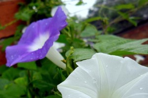 牵牛花是完全花吗？（探讨牵牛花的花部结构及其性状）