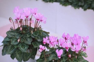《花期过后，如何处理仙客来》（仙客来花期结束后的管理技巧）
