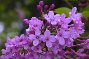 白丁香花的养殖技巧（打造花园的精美之选）
