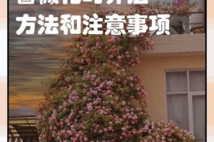 为什么第一年栽种的蔷薇不开花？（探究蔷薇第一年不开花的原因及解决方法）