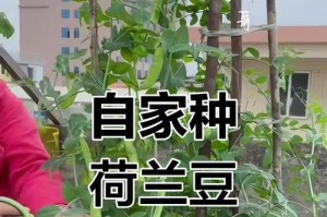 荷兰豆在北方的适宜种植方法（北方地区荷兰豆种植技巧详解）