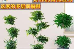 幸福树老桩养殖技术详解（从种植到养护，打造美丽庭院）