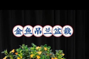 挑战不干叶（如何让吊兰远离干叶困扰）