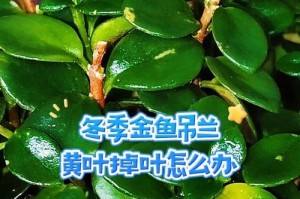吊兰叶子焉了的处理方法（教你如何应对吊兰叶子焉了的情况，让你的吊兰保持健康）