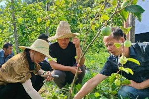 百香果怎么修剪？（手把手教你百香果修剪方法，让果树更健康！）