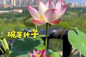 以碗莲怎么种才能爆花？（探秘碗莲种植的技巧与要点）