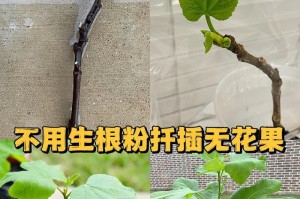 无花果树枝（探秘无花果树枝的奇妙生命力）