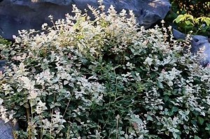 花叶络石红叶之谜（探索花叶络石为何全变红的原因）