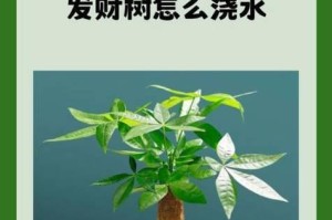 发材树的护理秘籍（从根到叶，呵护你的发材树健康茁壮成长）