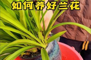 夏季兰花浇水指南（科学浇水，保持健康生长）