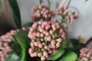 解密“以仙客来土不干但花干软”之谜（揭秘仙客来土不干但花干软背后的原因及解决方法）