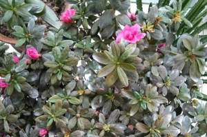 杜鹃花为何会掉叶子？（杜鹃花掉叶子的原因及处理方法）