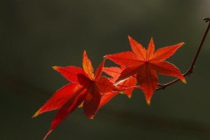 以达木兰花的繁殖技巧与方法（探索以达木兰花繁殖的关键步骤与关注点）