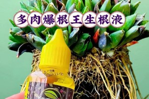 多肉修根技巧大揭秘（培养健康多肉植物的关键，从修根开始）
