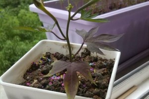 茑萝花（揭秘茑萝花的独特之处与美丽的传说）