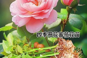 种植蔷薇花种子的步骤及技巧（打造美丽花园，从蔷薇花种子开始）