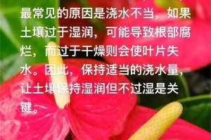 遇到红掌花未开枯萎，你应该怎么办？（教你拯救濒临枯萎的红掌花，保护花朵的健康生长）